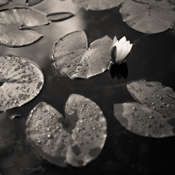 Water Lily After Rain Print