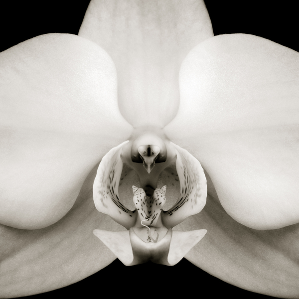 Orchid Print