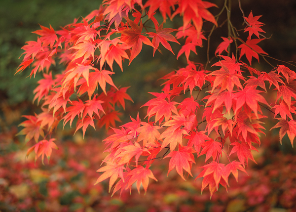 Japanese Red Maple Print