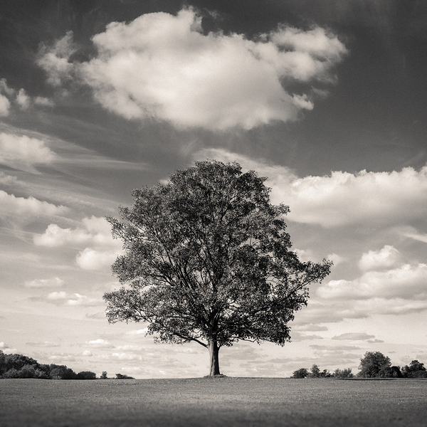 Burghley Oak Print