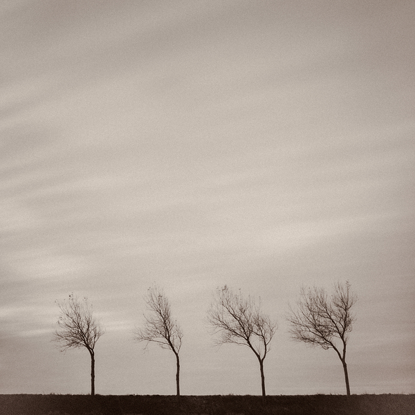 Four Trees Print