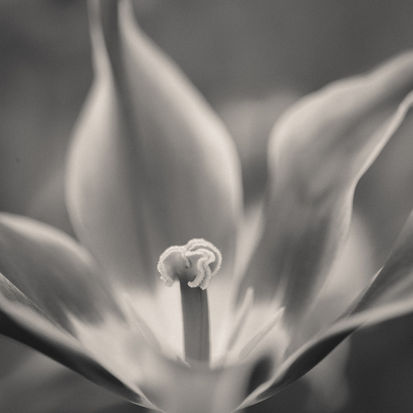 Tulip Pistil Print