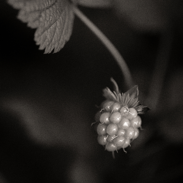 Woodland Study 10 Print