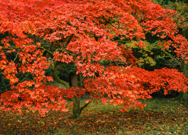 Leaves of Fire Print