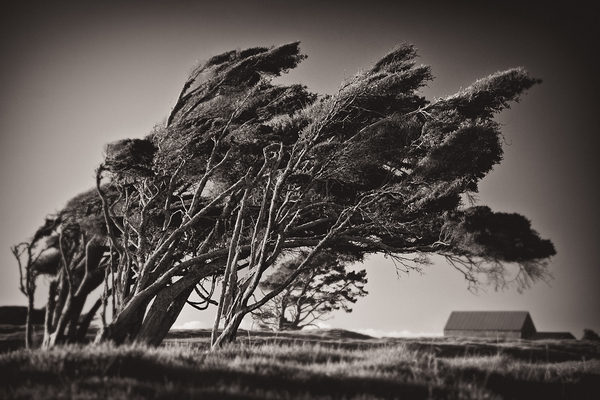 Windswept Trees Print