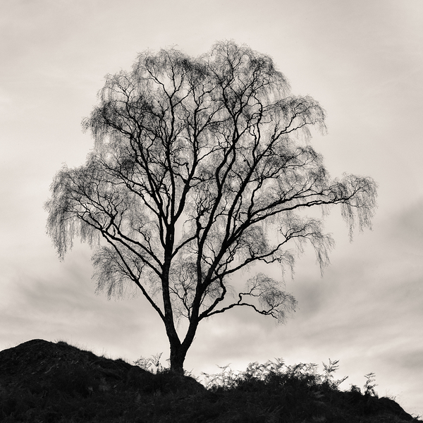 After The Leaves Have Gone Print