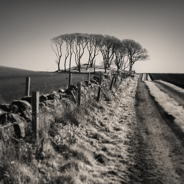 Fields End Grove Print