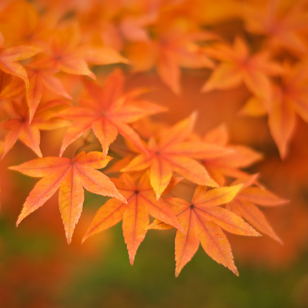 Leaves of Amber Print