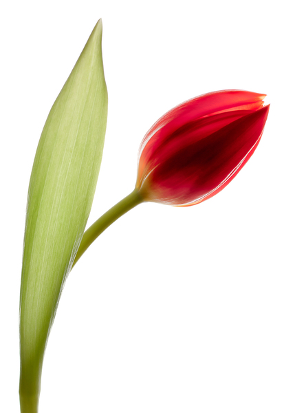 Red Tulip Print
