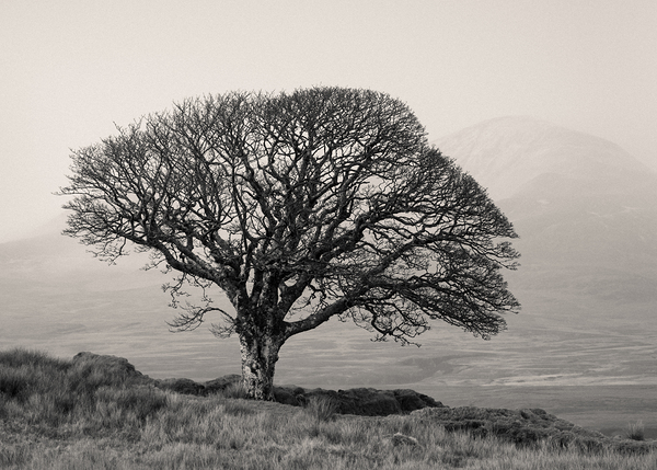 Islay Sentinel Print