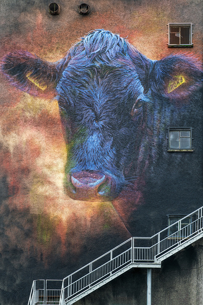 Ballymoney Cow Mural Print