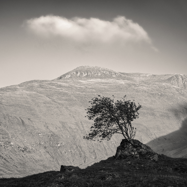 Glen Shiel Tree Print