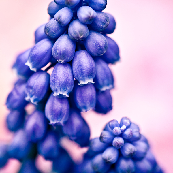 Muscari Buds Print