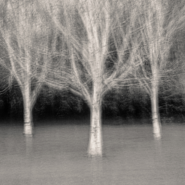 Three Trees Print