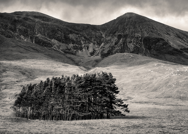 Torridon Trees Print
