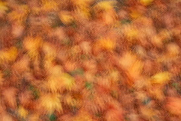 Autumn Leaves Print