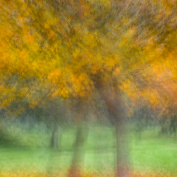 Autumn Shimmer Print