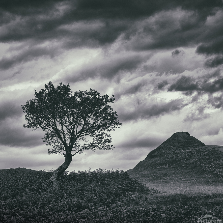 Assynt Tree  Print