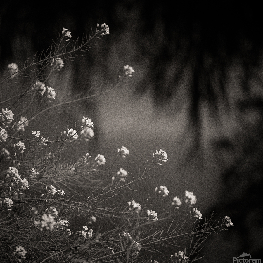 Woodland Study 12  Imprimer