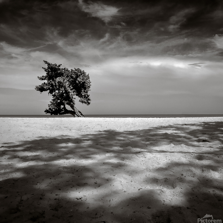 Beach Tree  Print