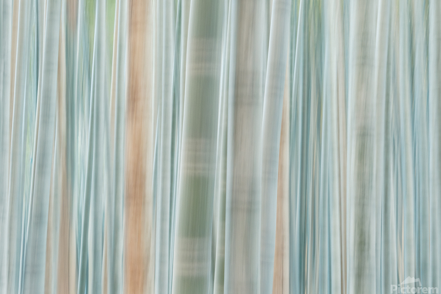 Bamboo Forest   Print