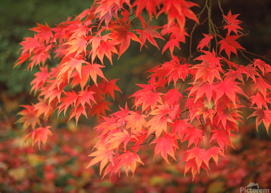 Japanese Red Maple  Print