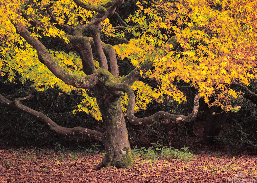 Japanese Maple at Autumn  Print