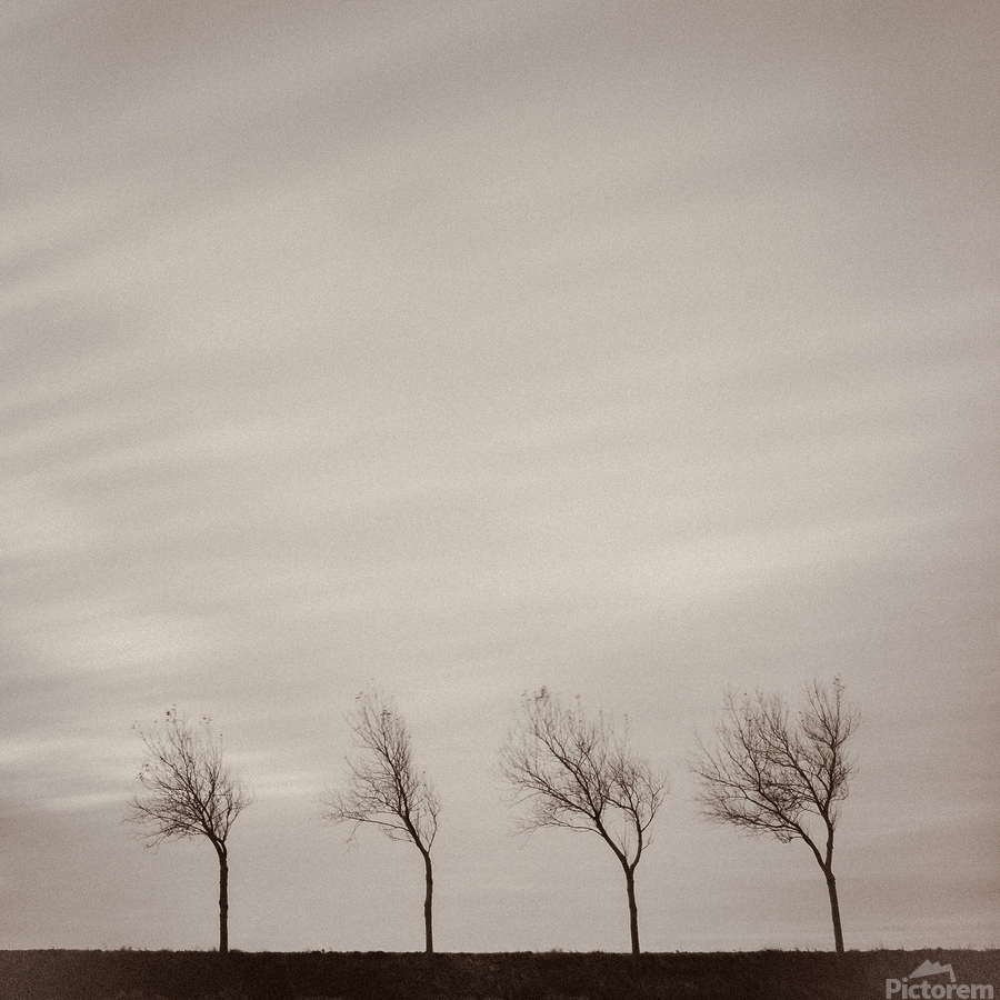 Four Trees  Print