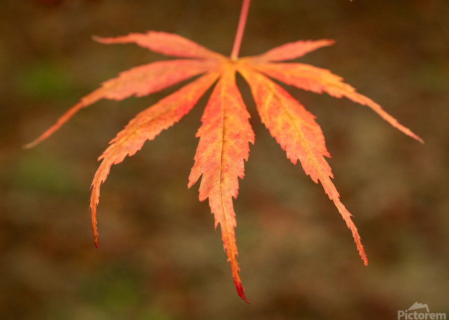 Japanese Maple Leaf  Print