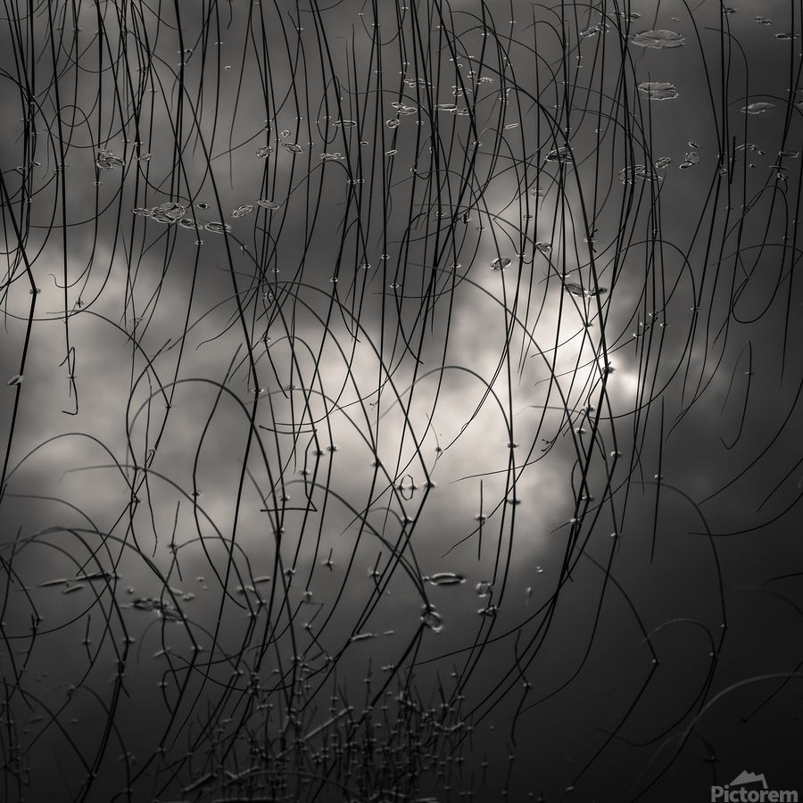 Reeds and Clouds  Print