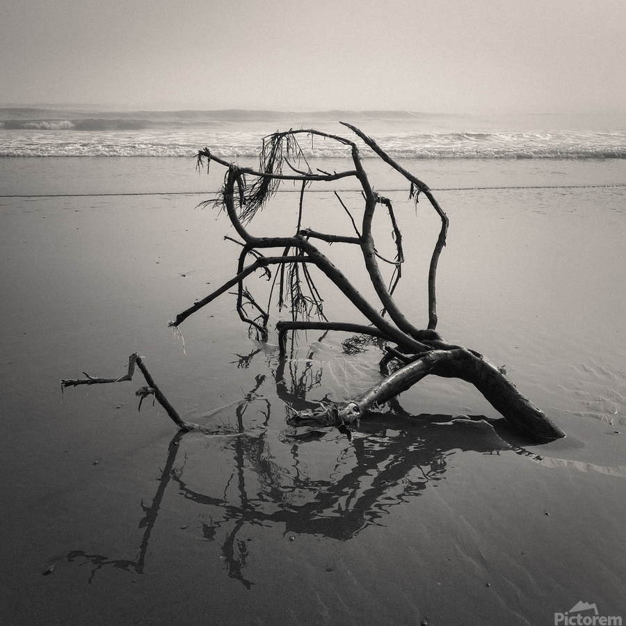 Washed Ashore  Print