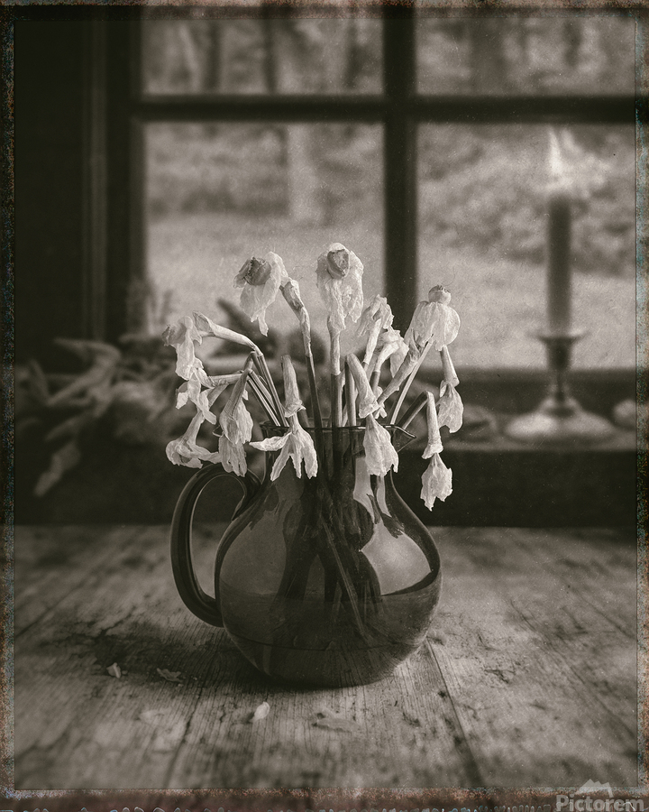 Dead Daffodils  Print