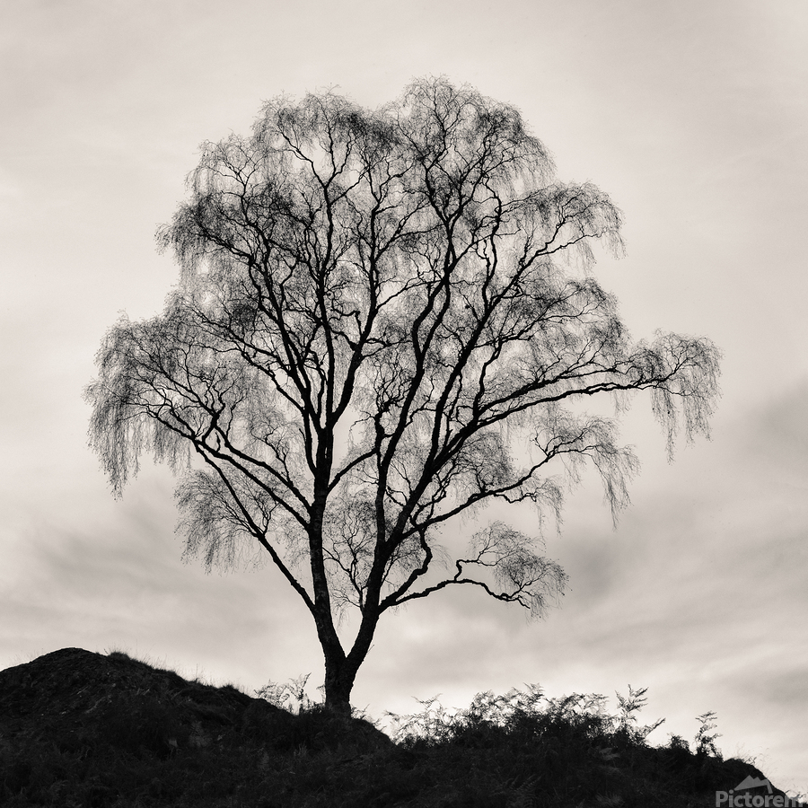 After The Leaves Have Gone  Print