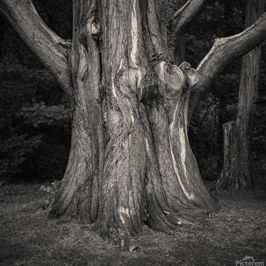 Plas Newydd Tree  Print