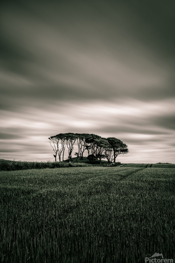 Crawton Copse  Print