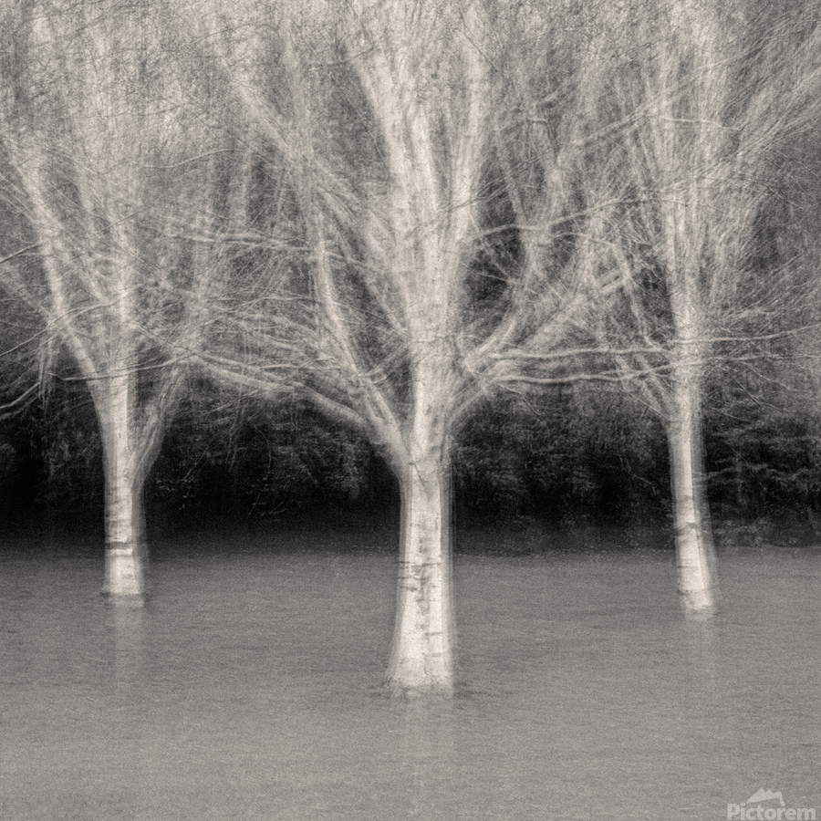 Three Trees  Print