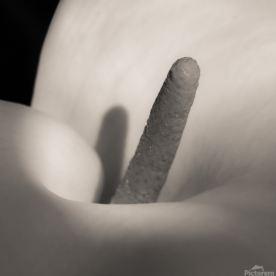 White Calla Lily  Print