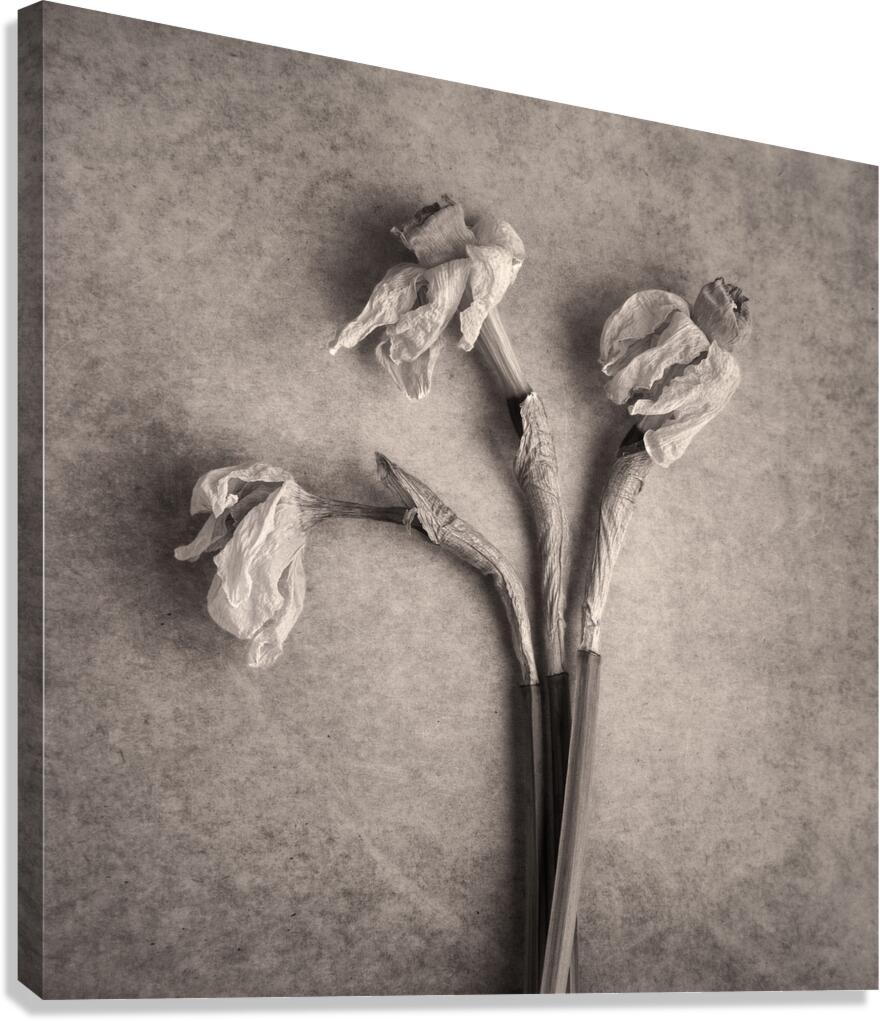 Fading Beauty Canvas Print
