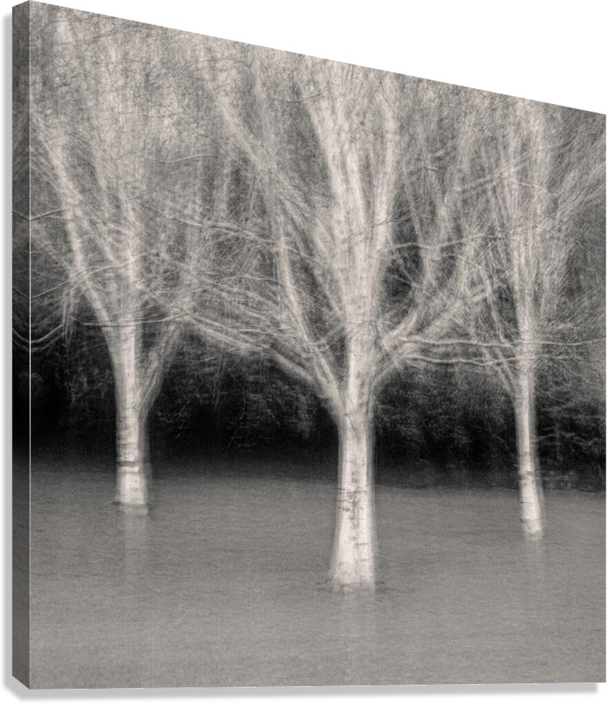 Three Trees Canvas Print