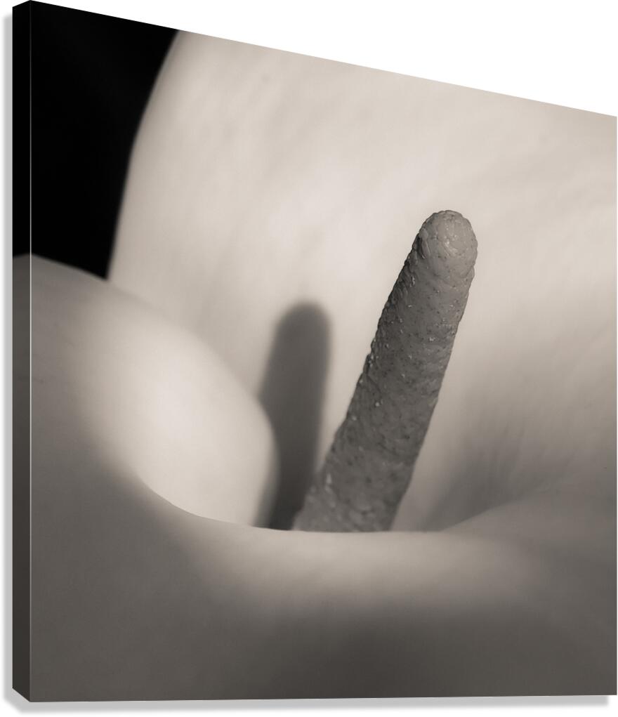 White Calla Lily Canvas Print