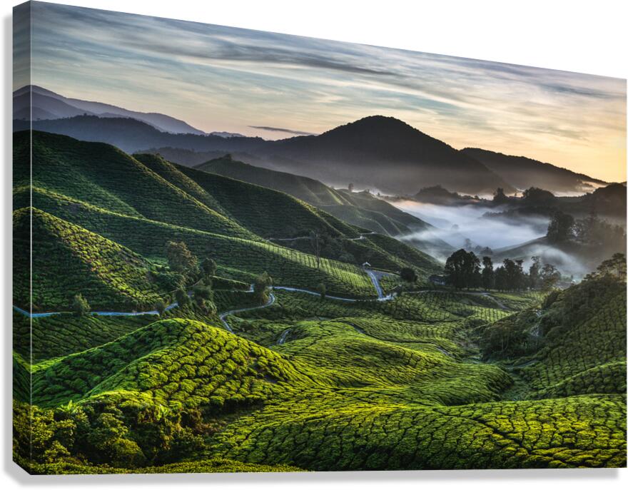 Tea Plantation at Dawn Canvas Print