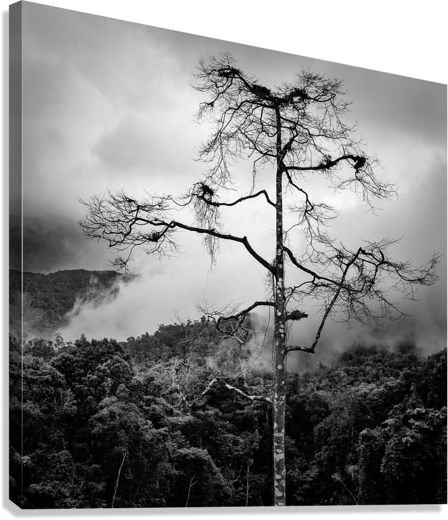 Solitary Tree Canvas Print