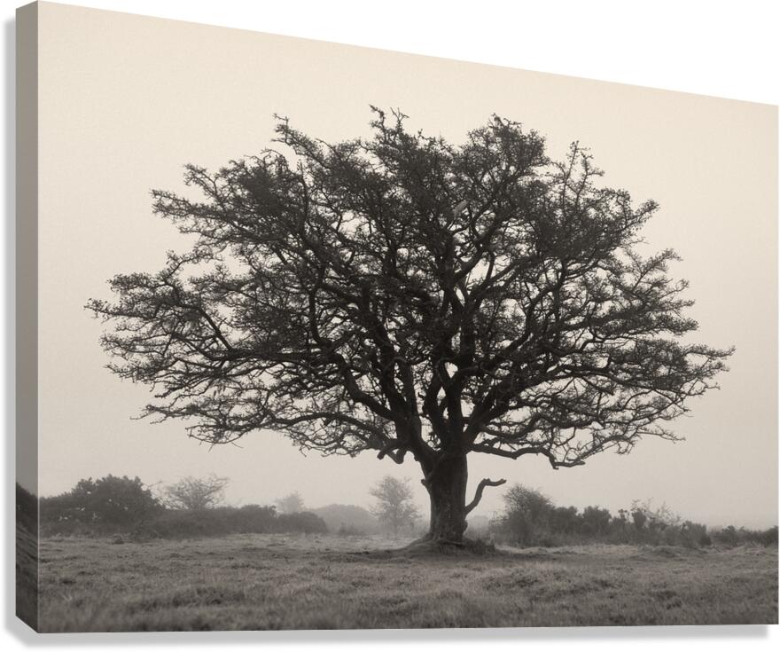 Exmoor Tree Canvas Print