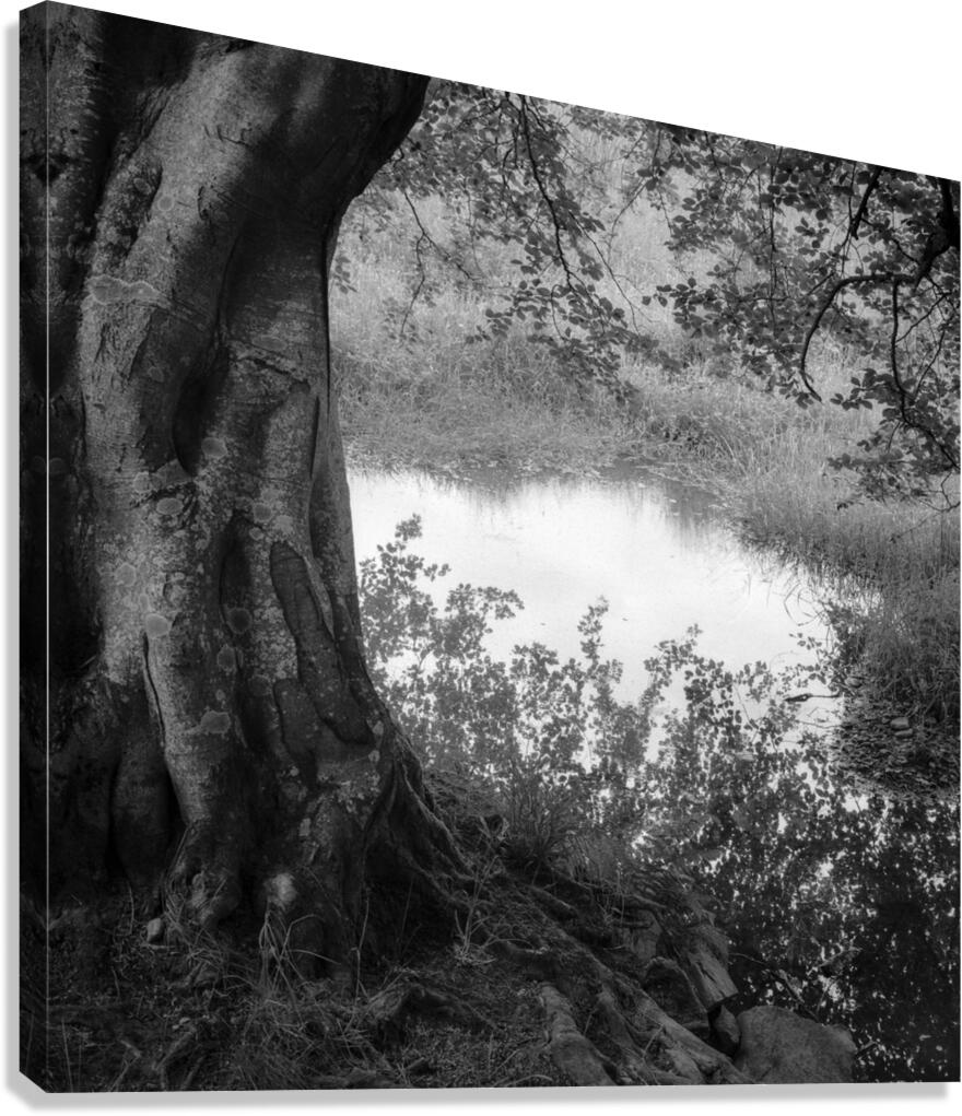 Summer Pond Canvas Print