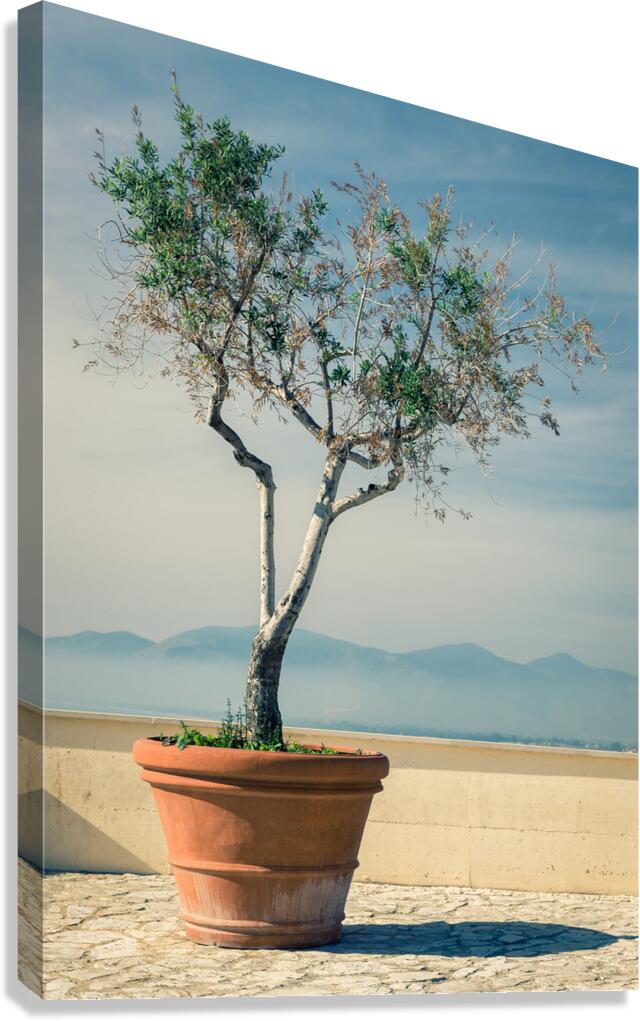 Olive Tree Canvas Print