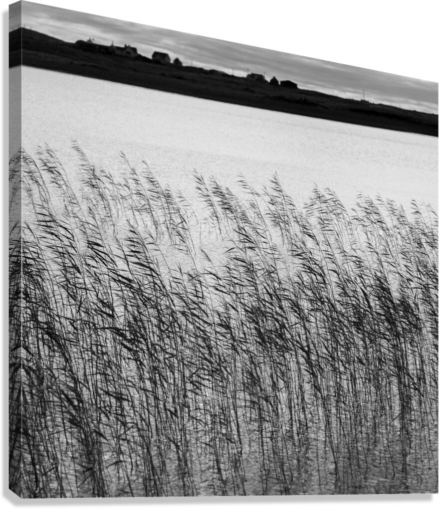Uist Reeds Canvas Print