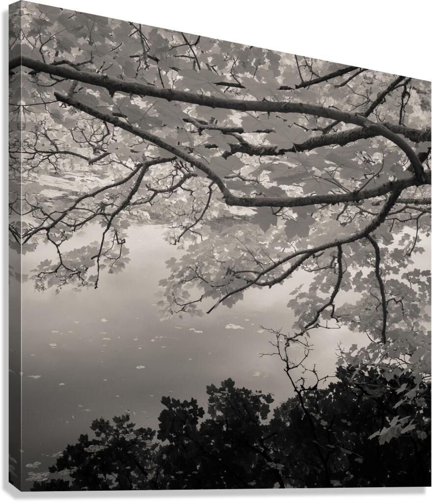 Bosherston Lakes Canvas Print