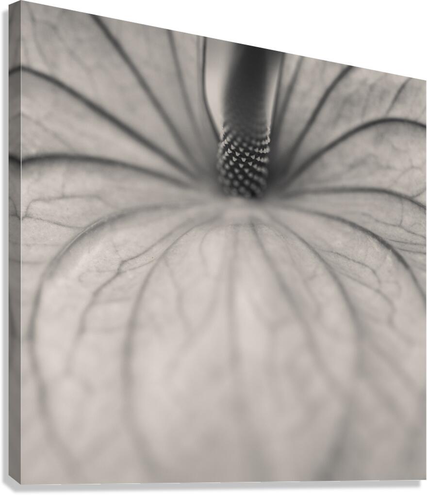 Anthurium Canvas Print