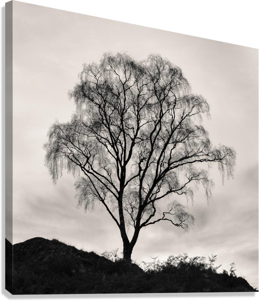 After The Leaves Have Gone Canvas Print