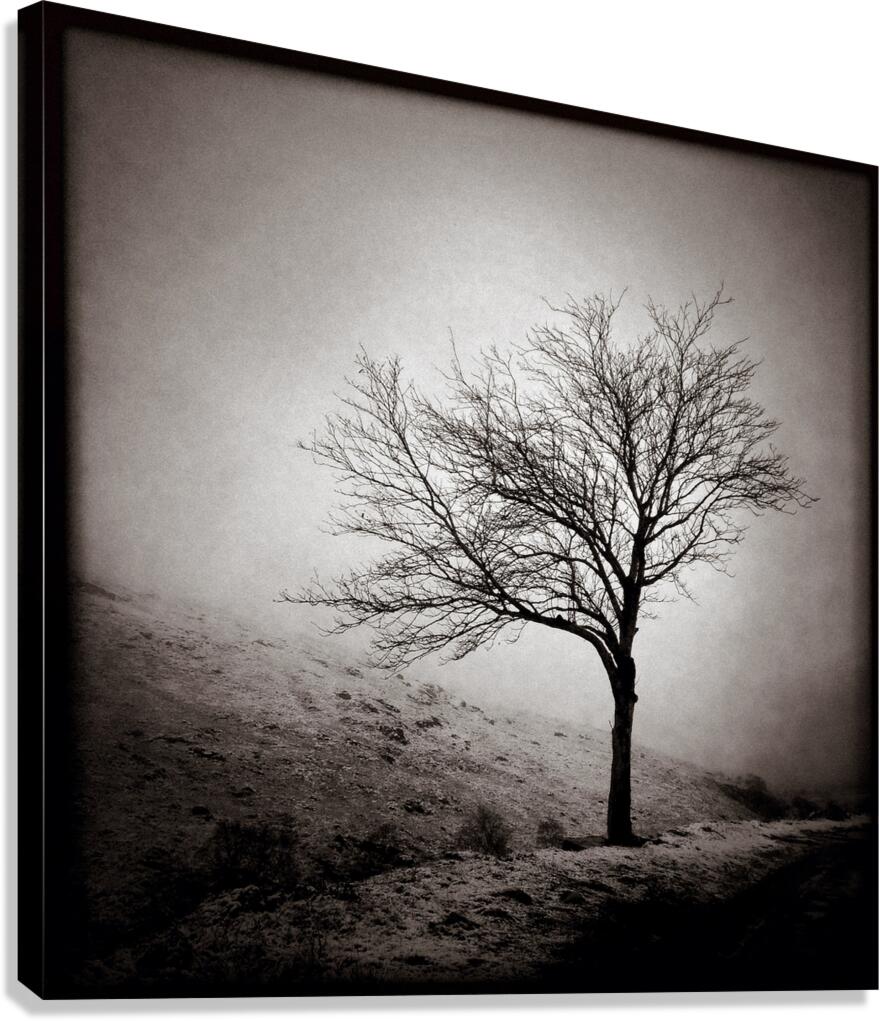 Winter Tree Canvas Print